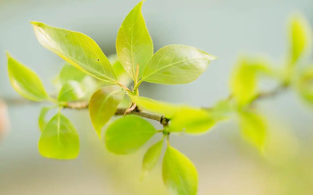 绿色护眼植物高清摄影图片电脑壁纸