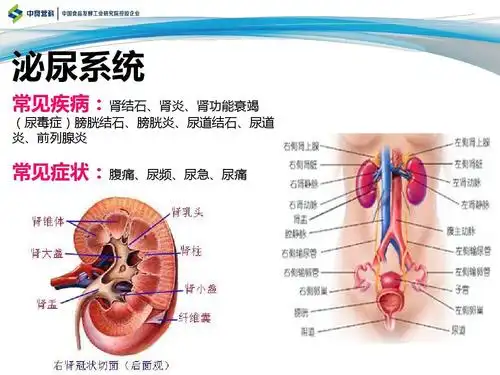 认识人体八大系统