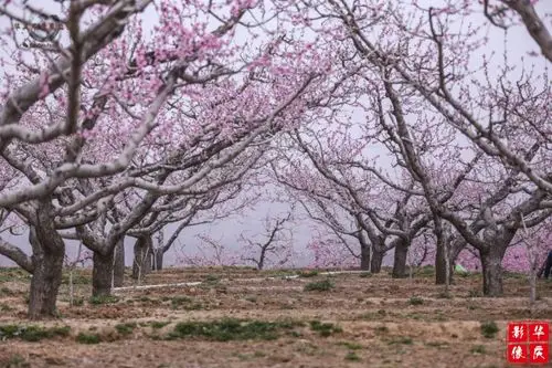 2016年4月8日—20日 2016保定坨南桃花节地点:河北保定满城区坨南乡