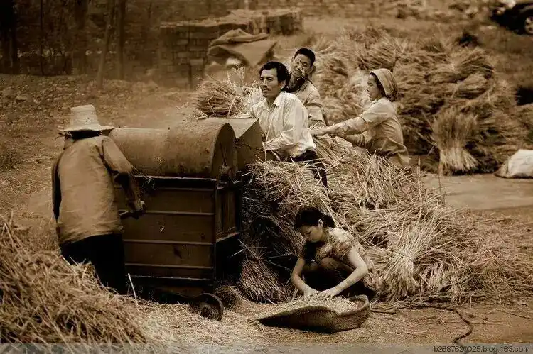 小时候农村收麦子的场景(美好的回忆)