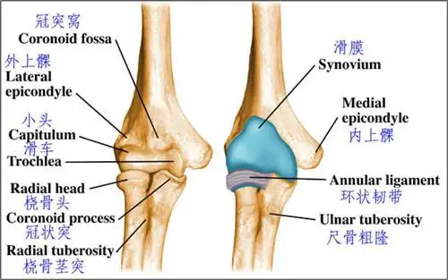 肘关节滑膜炎的表现症状有哪些有知道的吗