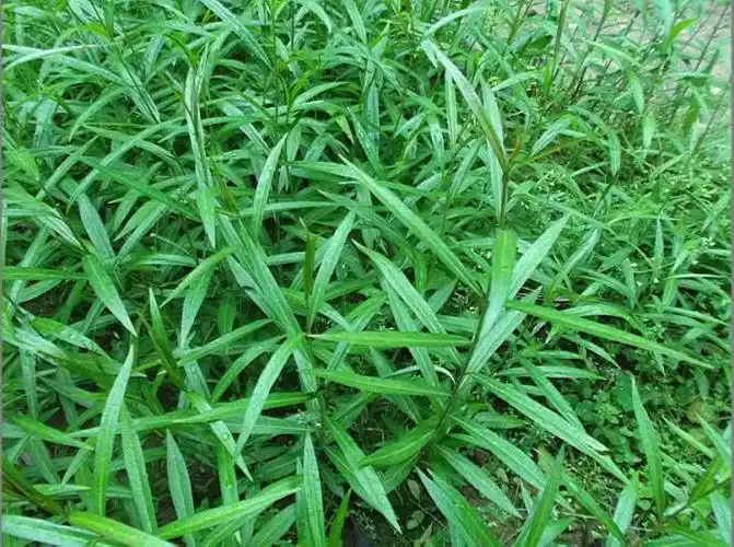 凡痰多而咳嗽不爽,气逆喘促之证,都可应用