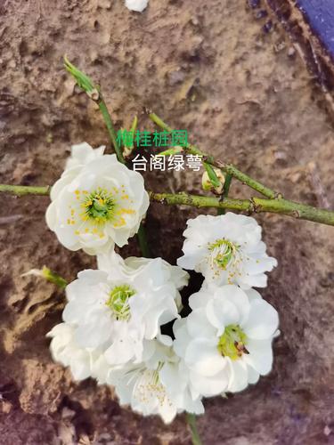 正版台阁绿萼,照水黄香型梅花,花卉盆景盆栽造型苗