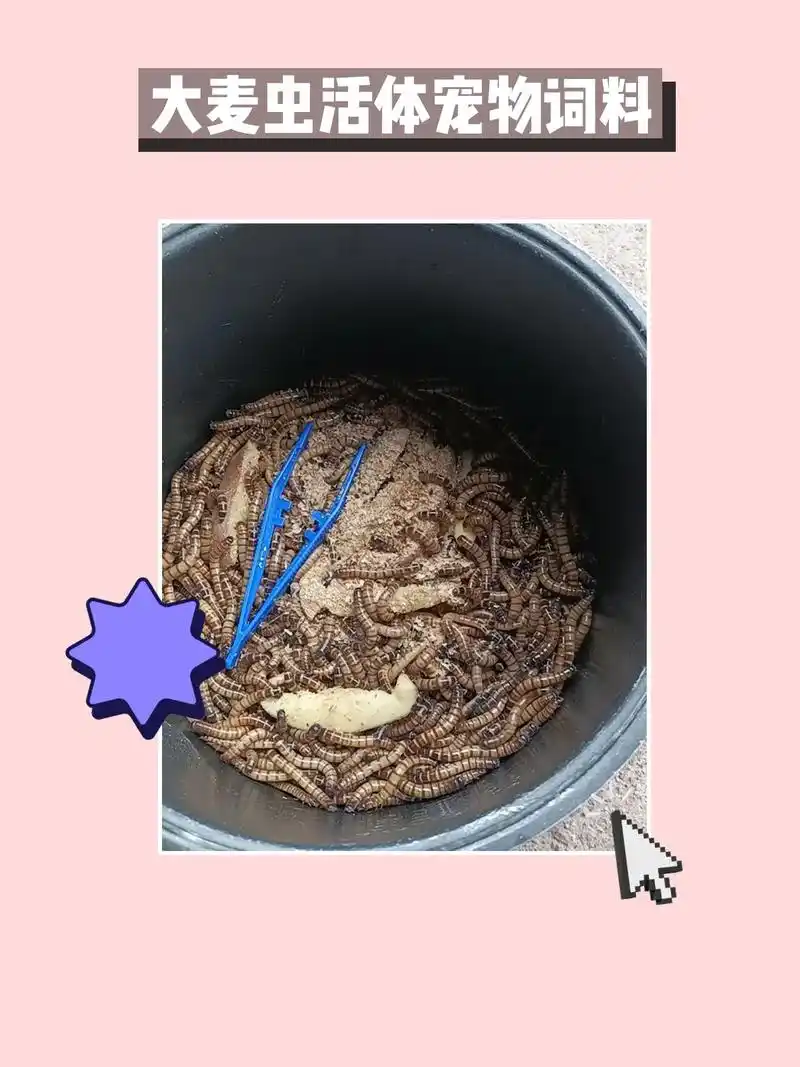 小萌宠们的最爱!活体大麦虫91.