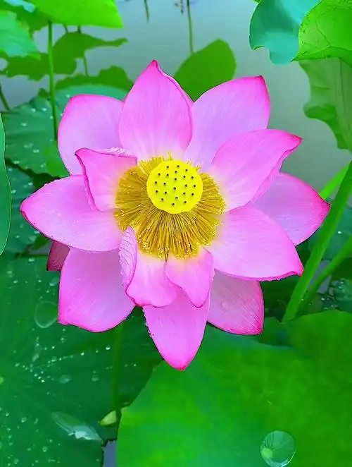 如果有来生,愿做一朵淡雅清香的莲花,静而不争,笑而不语