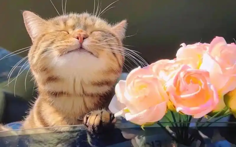 超治愈猫咪壁纸