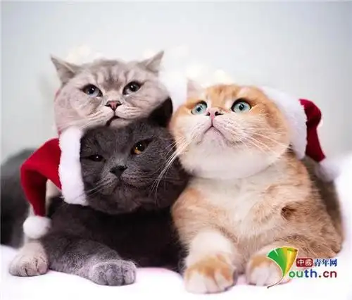 3只英国短毛猫友情深厚 戴墨镜相互依偎太萌了