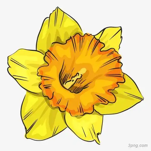 手绘黄色水仙花png素材透明免抠图片-卡通手绘