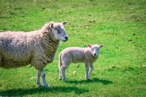 绵羊,草地,两只,羊,绿色
