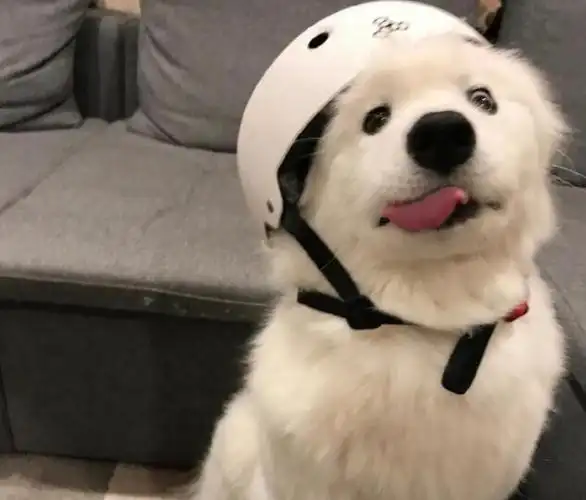 请问uu们有跟这个小狗勾一对儿的头像吗