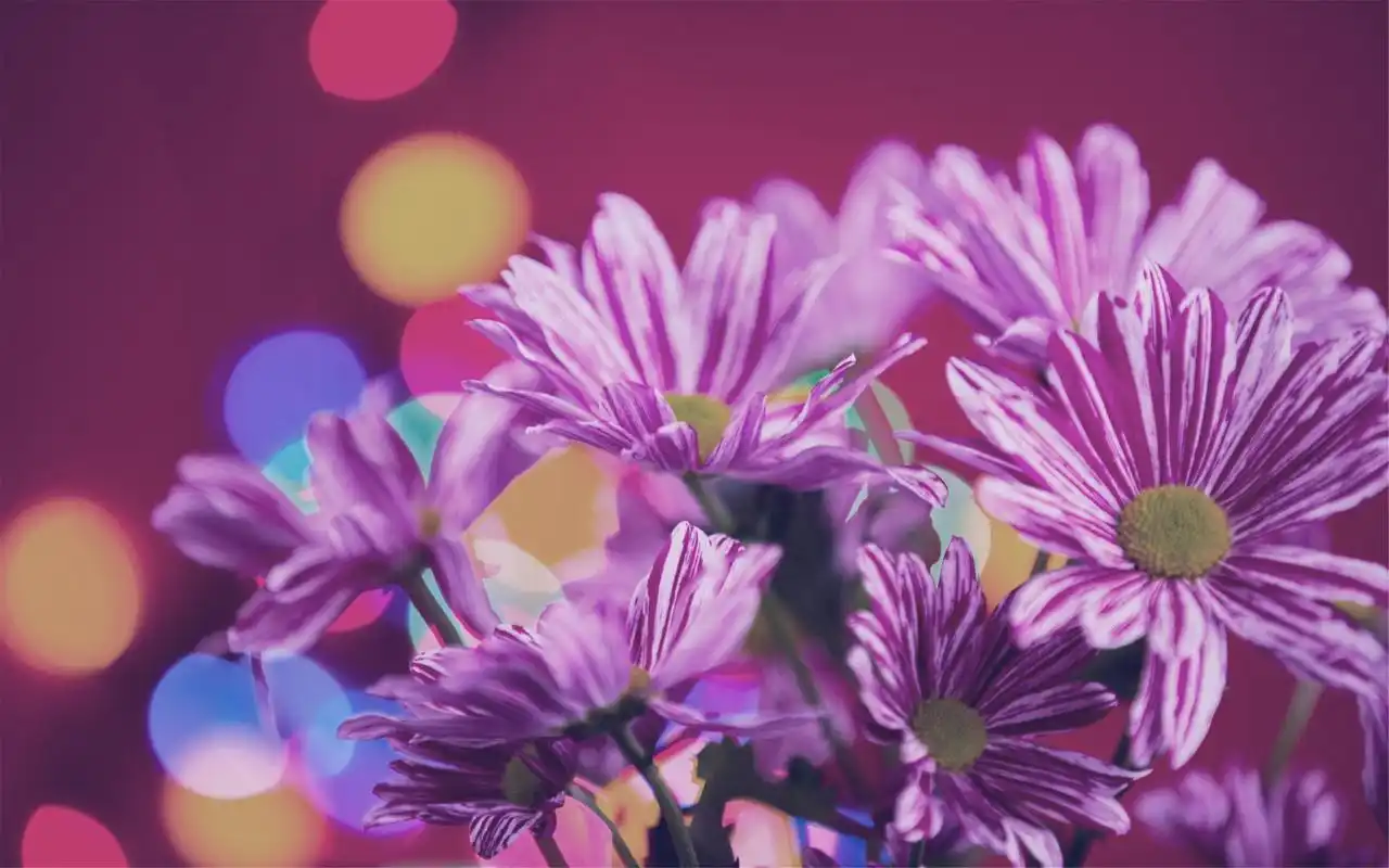 首页 桌面壁纸 唯美插花鲜艳花束电脑壁纸图片大全上一张下一张查看