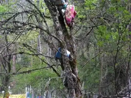 探秘西藏最神秘的树葬习俗地区卓龙沟