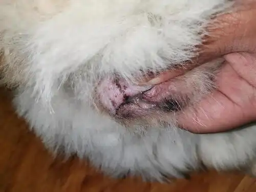 【求助】母狗生殖器有分泌物