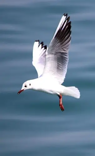 【海鸥小拍摄影图片】生态摄影_太平洋电脑网摄影部落