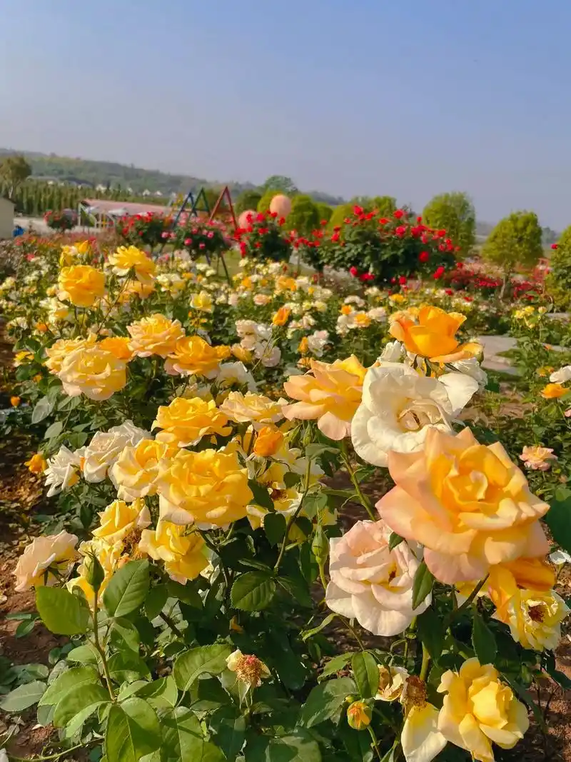 这里的花海真的超美