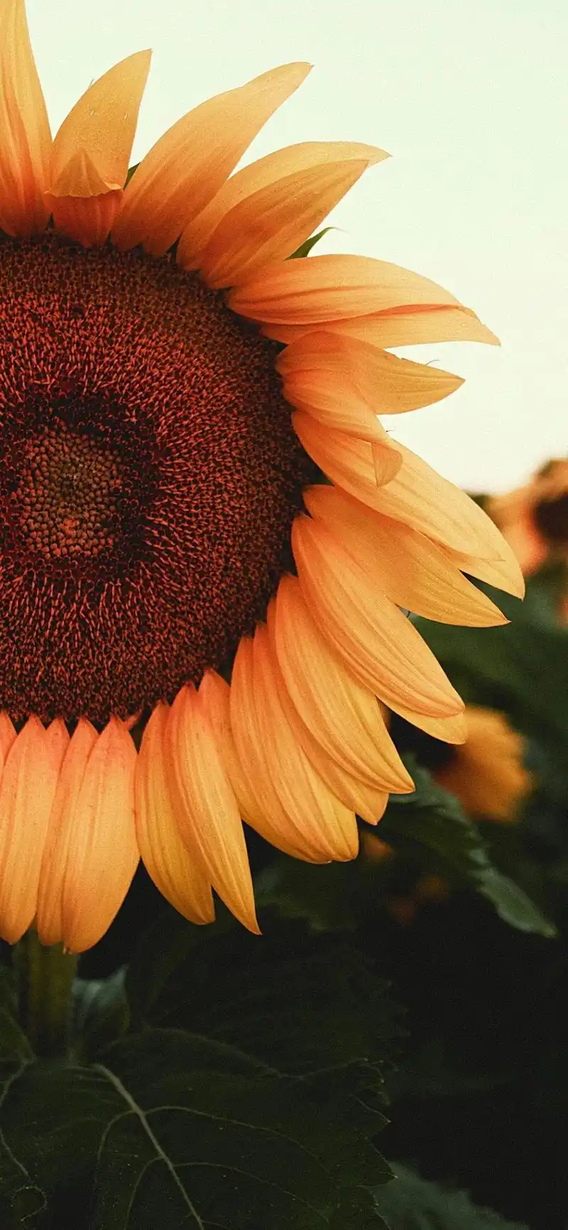 全面屏壁纸|无水印手机壁纸