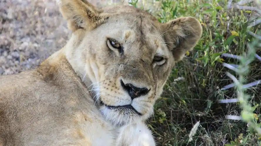 狮子壁纸【218】狮子壁纸图片_桌面壁纸图片_壁纸下载-元气壁纸