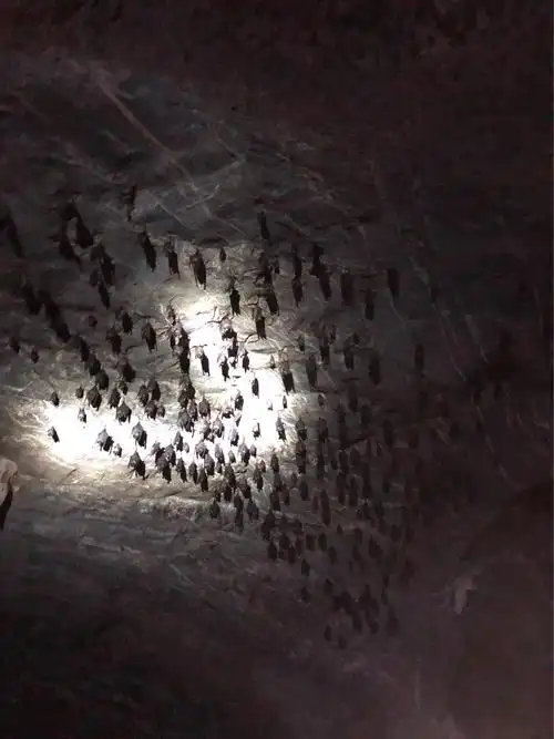 蝙蝠洞,这种蝙蝠是microbats,比较小的那种.