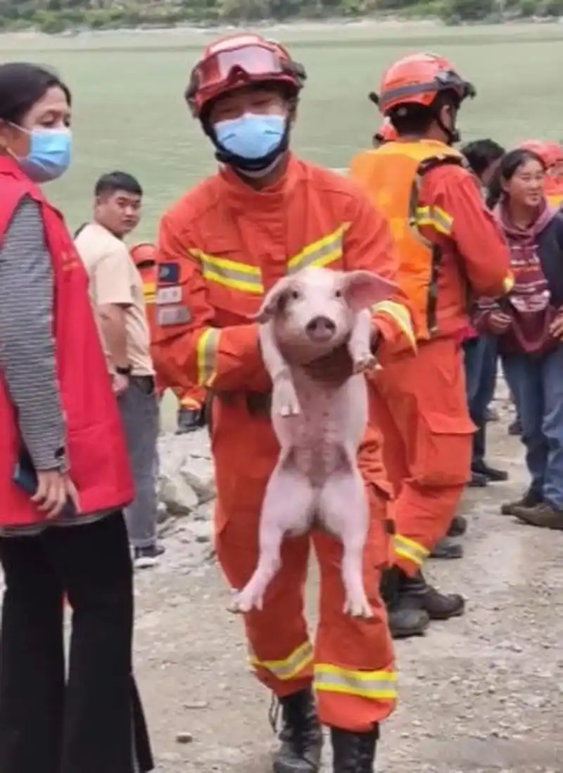 泸定地震中的猪坚强!
