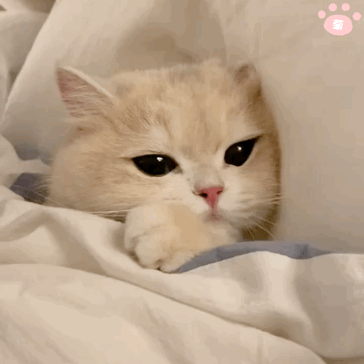 可爱猫猫表情包_腾讯新闻