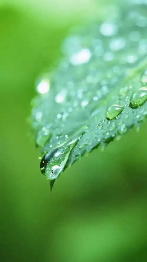 壁纸推荐绿色护眼绿意盎然清新唯美高清无水印