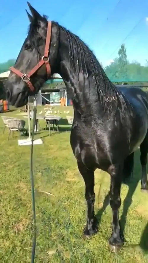 这家伙真是人高马大!长的太壮了!