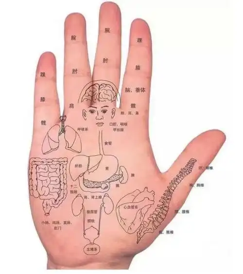 从手相看健康状况(建议收藏)_便秘_健康生活_手部_肠道_炎.