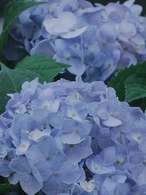 夏天的浪漫0397#绣球花   #夏天