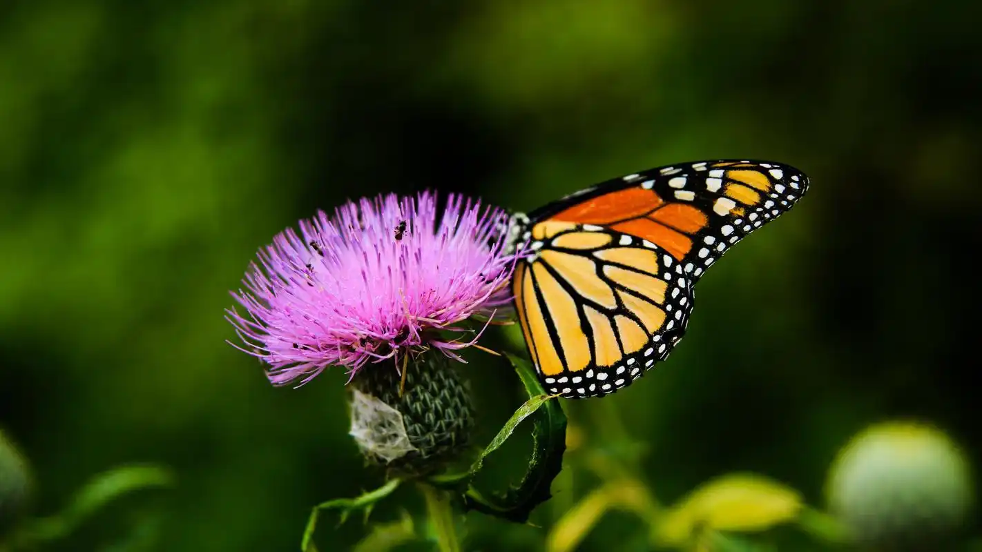 花丛蝴蝶摄影图片高清桌面壁纸高清大图预览2560x1440_植物壁纸下载_