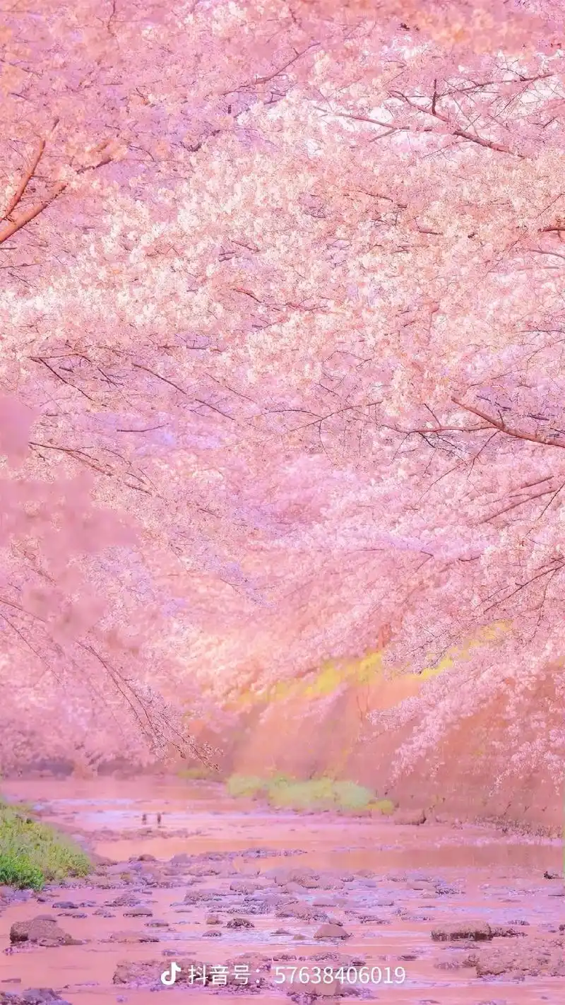 这朵花被施了魔法了!#唯美樱花  - 抖音