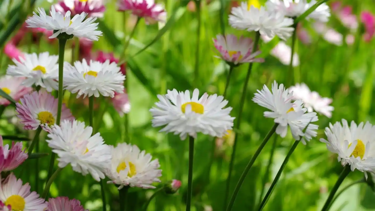 雏菊图片高清电脑桌面壁纸