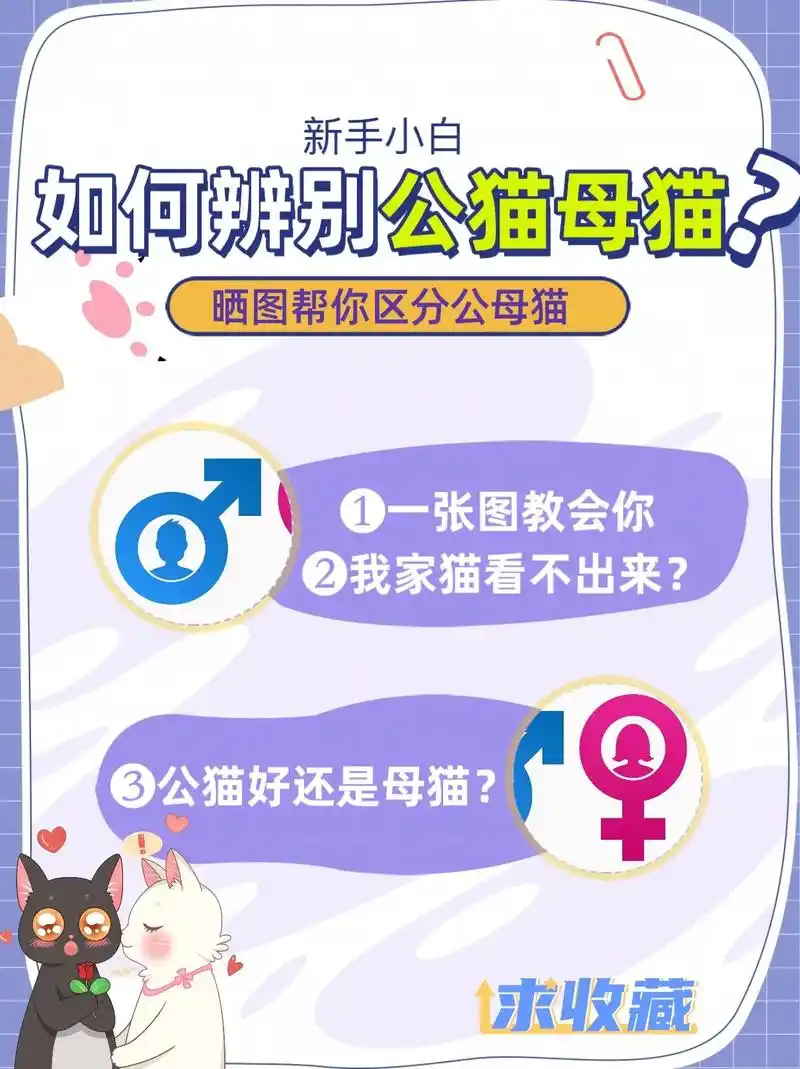 如何辨别公猫母猫?一张图教会你!新手小白可能不清楚,其实很简 - 抖音