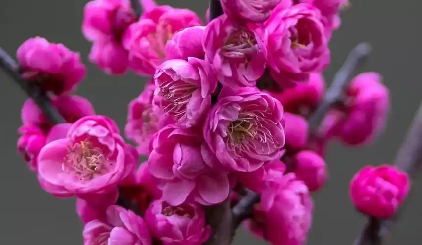 多个省市以及日本的野生梅花资源13份,古梅种质资源12份,栽培品种3系