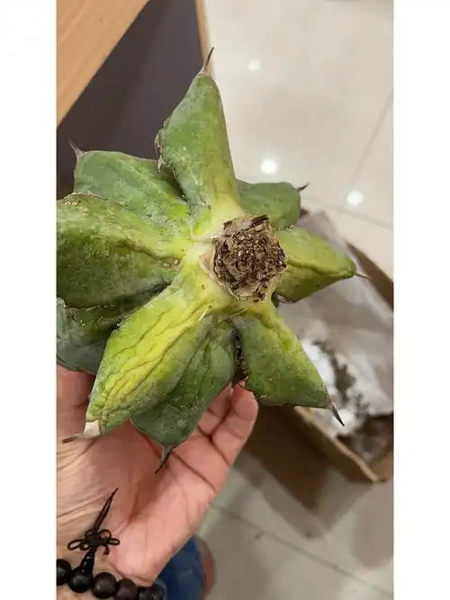 龙舌兰发根分享