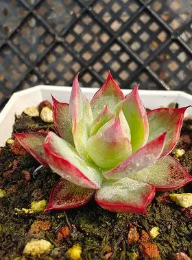 宽叶惊鸿仙子7cm盆单双群多肉植物