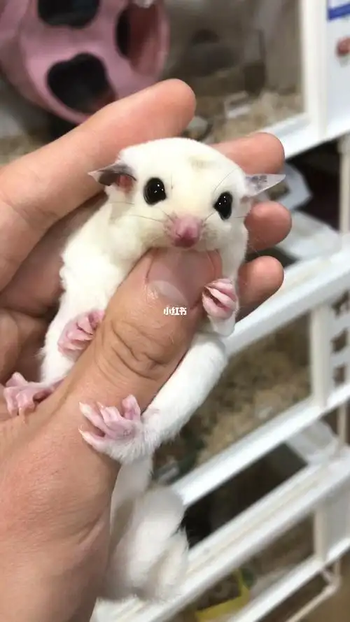 花耳 无背线 浅白金  派小母蜜袋鼯品相很好 颜值很高观赏把玩繁殖