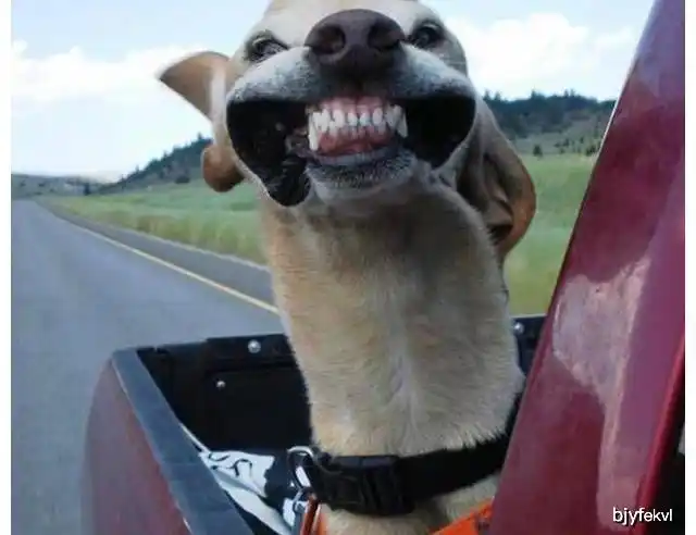 一组幽默搞笑的图片看了之后忍不住笑出声来.(3)