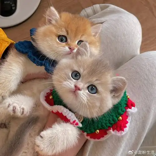 做为一个资深猫奴,每天睁开眼就能看到那么可爱的宝宝,那是一件多