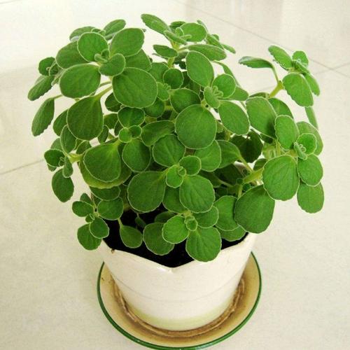 碰碰香一抹香楚留香绒毛香茶菜提神香草客厅净化空气室内盆栽美观