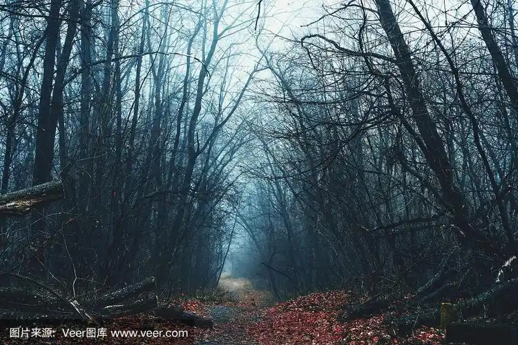 秋天的森林小路上雾蒙蒙的,阴森恐怖的气氛