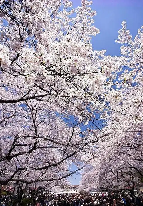 国内樱花众多国人为何跑日本看?