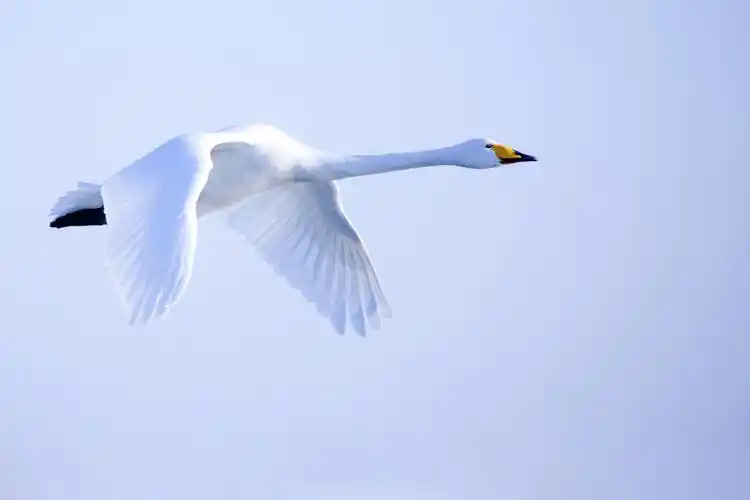 飞翔诗经之二十天鹅鸿飞遵渚