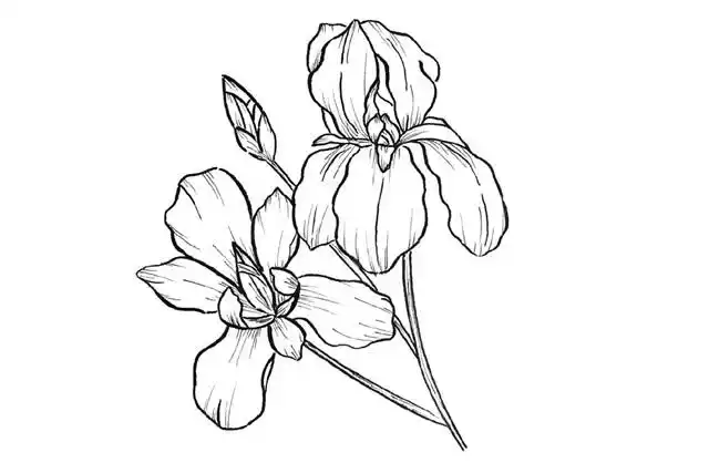 漂亮的鲜花花朵简笔画图片6漂亮的鲜花花朵简笔画图片7漂亮的鲜花花朵