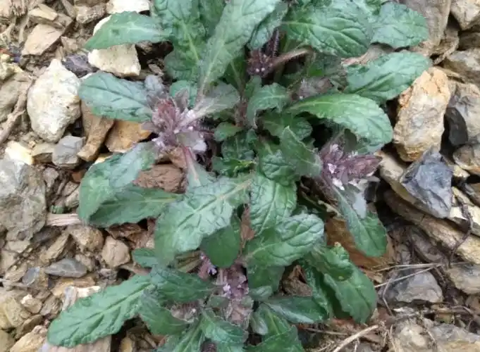 爷爷说白毛夏枯草有清热解毒,凉血消肿的功效,吃白毛夏枯草就会好的