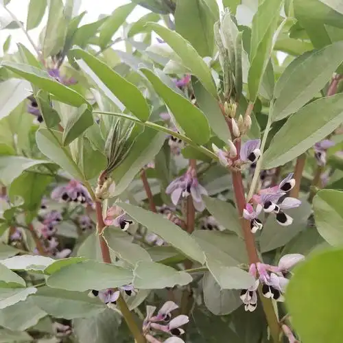 蚕豆花 - 曼陀萝816 - 图虫