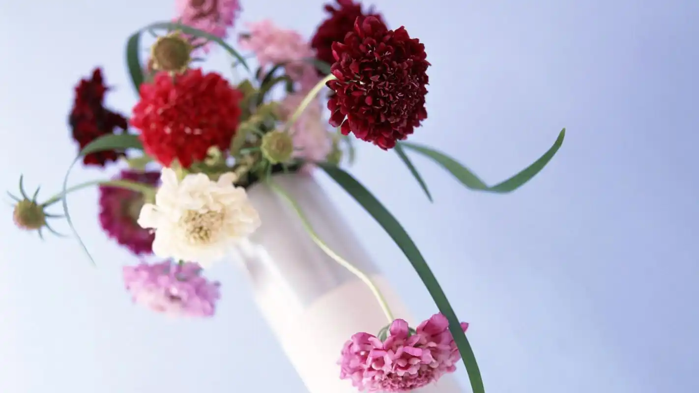 唯美简约小清新花卉植物高清桌面壁纸下载