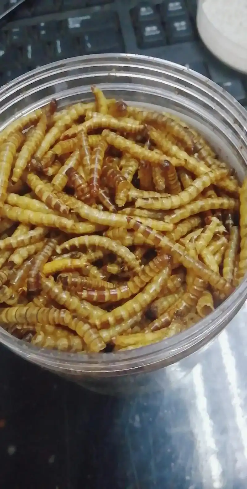 大麦虫面包蛋白虫烘干金银龙鱼和仓鼠的最爱.1. 【建议收藏】 - 抖音