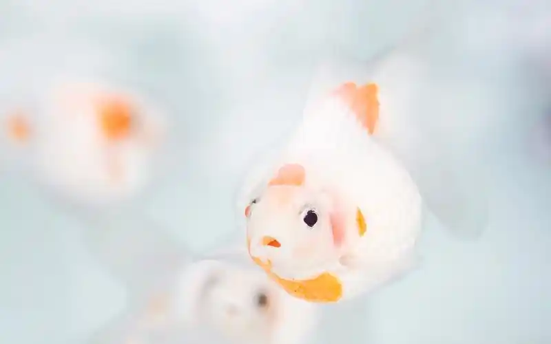 清爽干净白色小清新电脑桌面壁纸