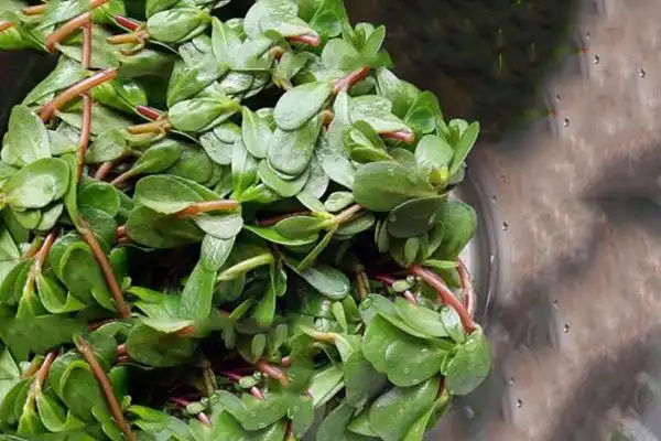 瓜子菜的功效与作用瓜子菜的禁忌