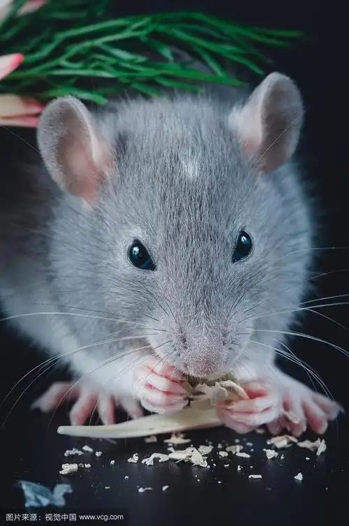 黑色背景上长着大耳朵的可爱老鼠